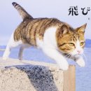 나는고양이 이미지