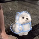 우비 입은 강아지 이미지