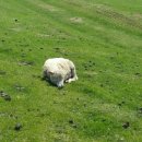 여름목장 이미지