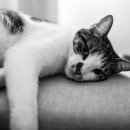 샤넬부동산공인중개사사무소 이미지