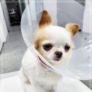 조 동물병원 이미지