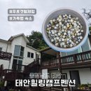 준수한네일 | 태안갯벌체험펜션 태안힐링캠프펜션 태안해루질 조개 잘나와요