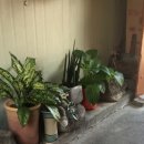 철원막국수 이미지