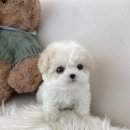 마이뭉 | 해운대펫샵 부산강아지 마이뭉 24시 이용후기