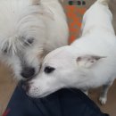 팅커벨 이미지