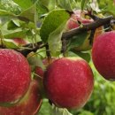 은경농장 | 휴먼다큐 사노라면 사과밭 고집불통 영감과 똑순이 효녀 경산 사과 농장 주문 루비에스사과