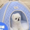 펫하우스 이미지