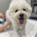 바나나동물병원 | (2)[군포 24시 솔 동물 병원] 뭉치 TPLO &amp; 슬개골 수술 진행, 윤대영 원장님께 수술 받은 후기