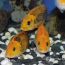 황쏘가리 이미지