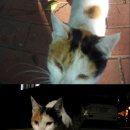 이쁘니PC 이미지