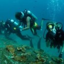 산호 농장 이미지