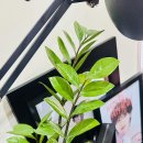 Lush. 🌱 이미지