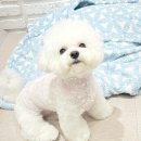 까리하개 이미지