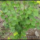 복용농장 이미지