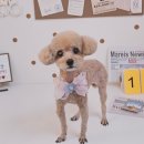 알콩달콩 애견미용실 이미지