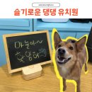 슬기로운 댕댕 유치원 | &lt;달서구.대곡동&gt; 대구강아지유치원 &#34; 슬기로운댕댕유치원&#34; _ 대곡동애견유치원