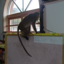 필리핀 긴꼬리 원숭이 이미지