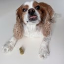잇츄 - 남양주시 | 강아지 덴탈껌 유목민 정착…🐶 잇츄 그린 M 솔직후기(+내돈내산💸)