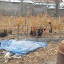 구정한우농장 이미지