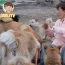 이용녀 카카오 검색결과