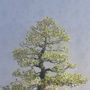 천부사