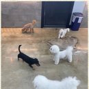 제주네 애견유치원 네이버블로그