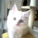 우다다 냥이