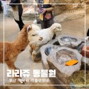 라라피쉬 | 부산 아이와 가볼만한곳 실내 동물 먹이 체험 라라쥬동물원