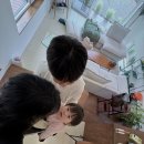 페트리코 제주 이미지