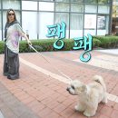 강쥐 Daum카페