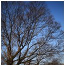 느티나무 이미지