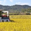 올해 쌀 재배 면적, 지난해 보다 3만7000㏊ 줄인다 이미지