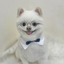 엉클독 애견유치원 이미지