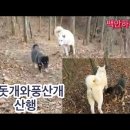 풍산개와진돗개 산행 이미지