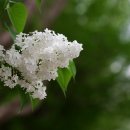 수수꽃다리 이미지