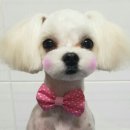 펫앤펫