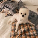 24시 더나은 동물메디컬 센터 이미지