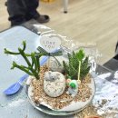 서재초등학교 | 찾아가는 체험학습, 색다른 경험이 되어줄 원예수업 / 평택 서재초등학교 코알라 다육 테라리움 만들기