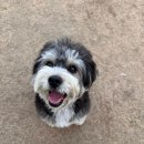 펫아울렛 | [김포] 김포 현대 프리미엄 아울렛 펫파크 후기 : 애개육아 맘의 필수 나들이 코스