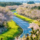 해안동 왕벚나무 이미지