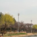 목련6단지 609동 앞 | 2026년 경주 실시간 오릉 목련 만개상태 및 보문단지 벚꽃 개화상태