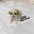 포에버퍼피 이미지