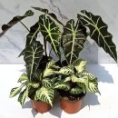 알로카시아 이미지