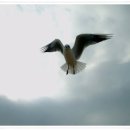 부산갈메기 이미지