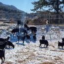 나눔염소농장 이미지