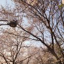 철산동 광성초등학교 앞 이미지