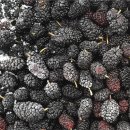 용우외가농장 이미지