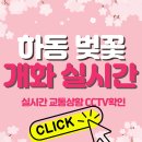 공설 PC | 2026 하동 화개장터 벚꽃 축제 만개일 실시간 개화상황 CCTV (+십리벚꽃길 맛집 먹거리 쌍계사)