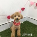 개운하개 네이버블로그