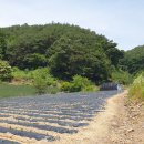 단양 가곡면 남한강인근토지 전망훤한 남향토지 1,700㎡(514평) 7,200만원 이미지